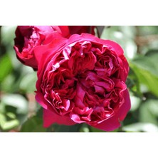 RosaDelAmore Florentina™ Arborose Premium Saksılı Gül