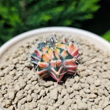 Yağmur Kaktüs Gymnocalycium 5,5 cm Özel Tür Kaktüs