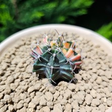 Yağmur Kaktüs Gymnocalycium 5,5 cm Özel Tür Kaktüs