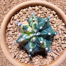 Yağmur Kaktüs Gymnocalycium 5,5 cm Özel Tür Kaktüs