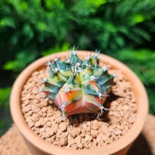 Yağmur Kaktüs Gymnocalycium 5,5 cm Özel Tür Kaktüs