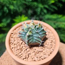 Yağmur Kaktüs Gymnocalycium 5,5 cm Özel Tür Kaktüs