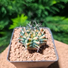 Yağmur Kaktüs Gymnocalycium 5 cm Özel Tür Kaktüs