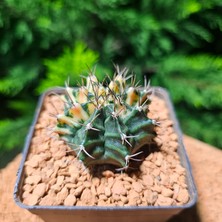 Yağmur Kaktüs Gymnocalycium 5 cm Özel Tür Kaktüs