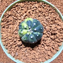 Yağmur Kaktüs Astrophytum Veriagata 4 cm Boyutunda Özel Tür Kaktüs