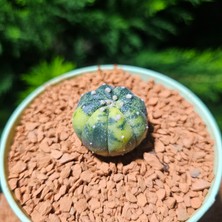 Yağmur Kaktüs Astrophytum Veriagata 4 cm Boyutunda Özel Tür Kaktüs