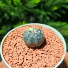 Yağmur Kaktüs Astrophytum Veriagata 4 cm Boyutunda Özel Tür Kaktüs