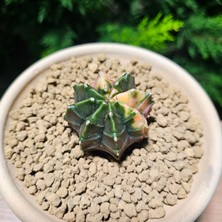 Yağmur Kaktüs Gymnocalycium 5,5 cm Özel Tür Kaktüs