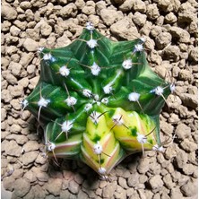 Yağmur Kaktüs Gymnocalycium 5,5 cm Özel Tür Kaktüs