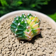 Yağmur Kaktüs Gymnocalycium 5,5 cm Özel Tür Kaktüs