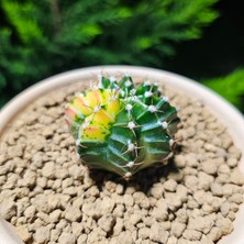 Yağmur Kaktüs Gymnocalycium 5,5 cm Özel Tür Kaktüs