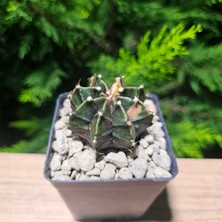 Yağmur Kaktüs Gymnocalycium 5,5 cm Özel Tür Kaktüs