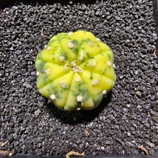 Yağmur Kaktüs Astrophytum Veriagata 3 cm Boyutunda Özel Tür Kaktüs