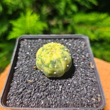 Yağmur Kaktüs Astrophytum Veriagata 3 cm Boyutunda Özel Tür Kaktüs