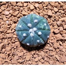 Yağmur Kaktüs Astrophytum Veriagata 3 cm Boyutunda Özel Tür Kaktüs