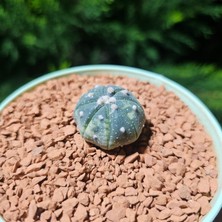 Yağmur Kaktüs Astrophytum Veriagata 3 cm Boyutunda Özel Tür Kaktüs