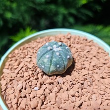 Yağmur Kaktüs Astrophytum Veriagata 3 cm Boyutunda Özel Tür Kaktüs