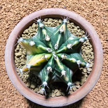 Yağmur Kaktüs Gymnocalycium 7 cm Özel Tür Kaktüs