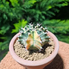 Yağmur Kaktüs Gymnocalycium 7 cm Özel Tür Kaktüs