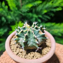 Yağmur Kaktüs Gymnocalycium 7 cm Özel Tür Kaktüs