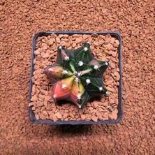 Yağmur Kaktüs Gymnocalycium 5 cm Özel Tür Kaktüs