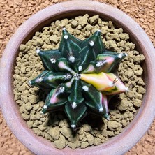 Yağmur Kaktüs Gymnocalycium 5 cm Özel Tür Kaktüs