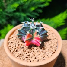 Yağmur Kaktüs Gymnocalycium 5,5 cm Özel Tür Kaktüs