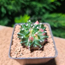 Yağmur Kaktüs Gymnocalycium 5,5 cm Özel Tür Kaktüs