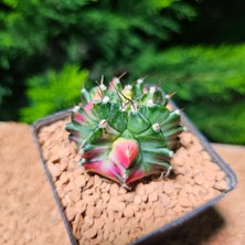 Yağmur Kaktüs Gymnocalycium 5,5 cm Özel Tür Kaktüs