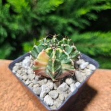 Yağmur Kaktüs Gymnocalycium 5 cm Özel Tür Kaktüs