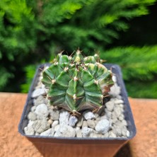 Yağmur Kaktüs Gymnocalycium 5 cm Özel Tür Kaktüs