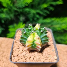 Yağmur Kaktüs Gymnocalycium 5 cm Özel Tür Kaktüs