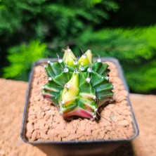 Yağmur Kaktüs Gymnocalycium 5 cm Özel Tür Kaktüs