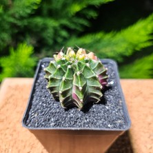 Yağmur Kaktüs Gymnocalycium 5 cm Özel Tür Kaktüs