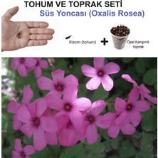 Morlalem Rizom (Tohum) ve Toprak Bitki Seti,  Süs Yoncası, Oksalis Çiçeği, Pembe Çiçek Açar, Oxalis Rosea