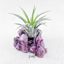 Gurme Bitki Ionantha Pup Mineral Stand - Yavru Hava Bitkisi Aranjman Air Plant