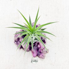 Gurme Bitki Ionantha Pup Mineral Stand - Yavru Hava Bitkisi Aranjman Air Plant