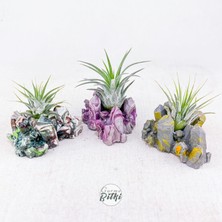 Gurme Bitki Ionantha Pup Mineral Stand - Yavru Hava Bitkisi Aranjman Air Plant