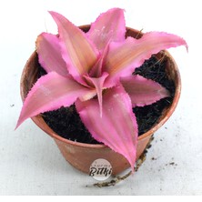 Gurme Bitki Cryptanthus Bivittatus Pink Star (5.5 cm Saksıda) Bromeliad