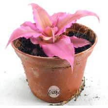 Gurme Bitki Cryptanthus Bivittatus Pink Star (5.5 cm Saksıda) Bromeliad