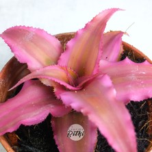 Gurme Bitki Cryptanthus Bivittatus Pink Star (5.5 cm Saksıda) Bromeliad