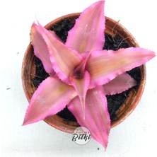 Gurme Bitki Cryptanthus Bivittatus Pink Star (5.5 cm Saksıda) Bromeliad