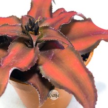 Gurme Bitki Cryptanthus Bivittatus Red Star (5.5 cm Saksıda) Bromeliad