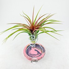 Gurme Bitki Tillandsia Rainforest Red (M) Özel Nadir Tür Hava Bitkisi Air Plant