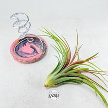 Gurme Bitki Tillandsia Rainforest Red (M) Özel Nadir Tür Hava Bitkisi Air Plant