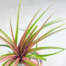 Gurme Bitki Tillandsia Rainforest Red (M) Özel Nadir Tür Hava Bitkisi Air Plant