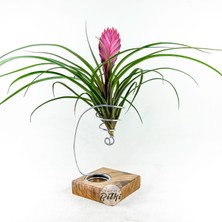 Gurme Bitki Cyanea Grounded Stand - Tillandsia Aranjman Pink Quill Hava Bitkisi Çiçeği