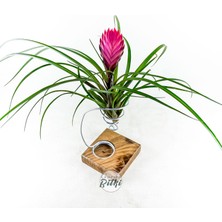 Gurme Bitki Cyanea Grounded Stand - Tillandsia Aranjman Pink Quill Hava Bitkisi Çiçeği