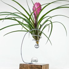 Gurme Bitki Cyanea Grounded Stand - Tillandsia Aranjman Pink Quill Hava Bitkisi Çiçeği