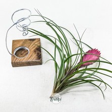 Gurme Bitki Cyanea Grounded Stand - Tillandsia Aranjman Pink Quill Hava Bitkisi Çiçeği